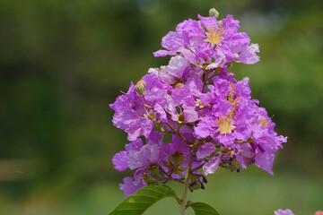 Lagerstroemia loudonii flower or Lagerstroemia floribunda. Beautiful blooming pink-purplish-white blooming flowers on the against the bright morning