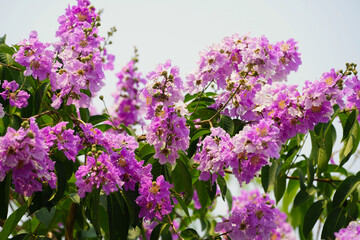 Lagerstroemia loudonii flower or Lagerstroemia floribunda. Beautiful blooming pink-purplish-white blooming flowers on the against the bright morning