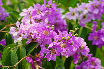 Lagerstroemia loudonii flower or Lagerstroemia floribunda. Beautiful blooming pink-purplish-white blooming flowers on the against the bright morning