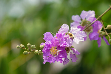 Lagerstroemia loudonii flower or Lagerstroemia floribunda. Beautiful blooming pink-purplish-white blooming flowers on the against the bright morning