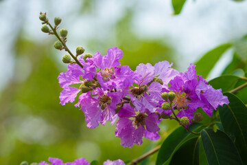 Lagerstroemia loudonii flower or Lagerstroemia floribunda. Beautiful blooming pink-purplish-white blooming flowers on the against the bright morning