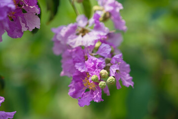 Lagerstroemia loudonii flower or Lagerstroemia floribunda. Beautiful blooming pink-purplish-white blooming flowers on the against the bright morning