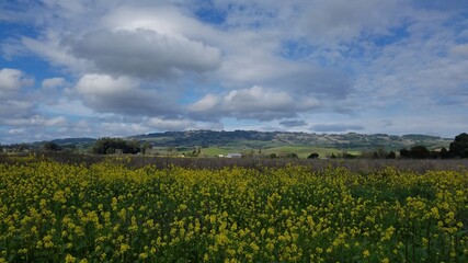 Fototapeta na wymiar field of yellow flower and blue dramatic cloudy sky