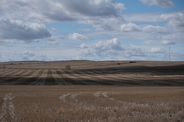 Obraz premium field of wheat