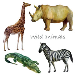 Watercolor illustration, african wild animals. Rhino, crocodile, giraffe, zebra. Isolated freehand drawing on a white background.