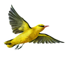 Watercolor illustration, oriole. Flying forest bird watercolor on a white background.