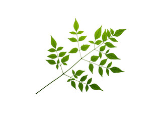 isolated indian cork green leaves with clipping path on white background or leaf of millingtonia hortensis and bignoniaceae tree a tropical herbs plant