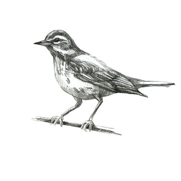 recommend clip art: Pencil illustration, thrush. Sitting forest bird drawn with a pencil.