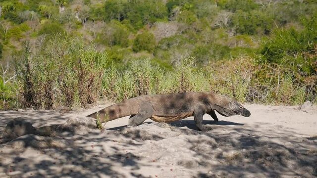 Komodo Dragon walking on path on Komodo Island
