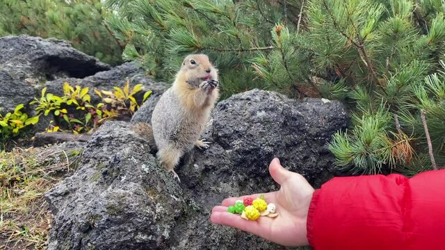 Cute funny gophers in Kamchatka are hand-fed. A young man feeds gophers with sweets from his hand. Travel to the Kamchatka Peninsula.