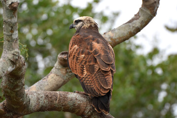 Black-collared hawk in the Pantanal, Brazil