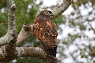 Black-collared hawk in the Pantanal, Brazil