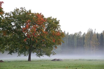 It is early autumn morning and a leafy mable tree with autumn colors is surrounded by fog on a green meadow.