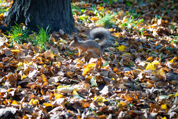 squirrel runs along the fallen leaves of trees. it's autumn