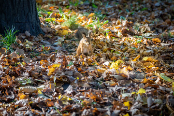 squirrel runs along the fallen leaves of trees. it's autumn