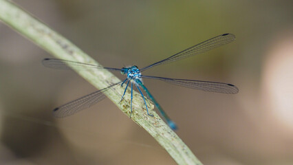 Blue Dragon Fly