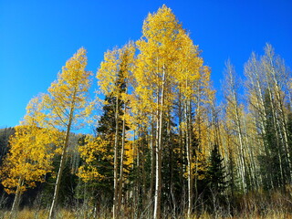 Fototapeta premium Golden Aspens and Evergreen Pine trees in Autumn, Millcreek Canyon, Wasatch-Cache National Forest, Utah