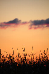 sunset in the field