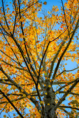 autumn in the park