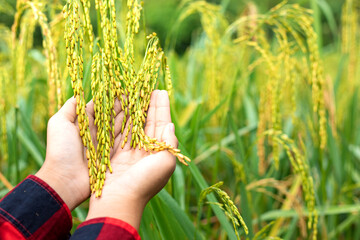 Naklejka na ściany i meble farmer hand tenderly touching a young rice in the paddy field