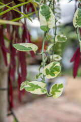 Close up of Epipremnum aureum in the garden.