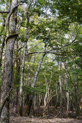 富士山の樹海／静岡県富士市（152号線）