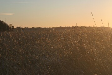 The reed looks golden on a perfect sunny morning on wetlands. It is late winter or early morning.