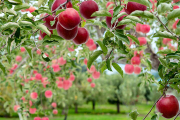 【青森県弘前市りんご】岩木山麓津軽の秋、りんご園は収穫中