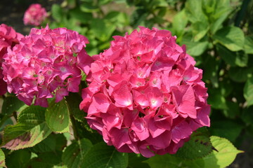 ピーチ姫（アジサイ）