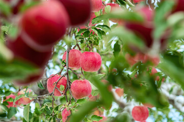 【青森県弘前市りんご】岩木山麓津軽の秋、りんご園は収穫中