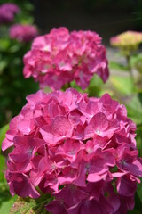 ピーチ姫（アジサイ）