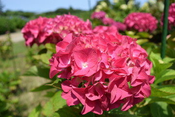 ピーチ姫（アジサイ）