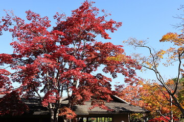 紅葉の風景