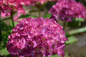 ピーチ姫（アジサイ）