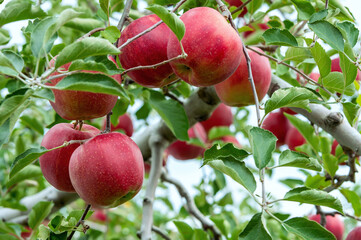 【青森県弘前市りんご】岩木山麓津軽の秋、りんご園は収穫中