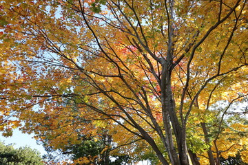 紅葉の風景