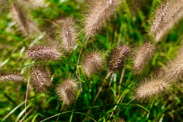 grass in the wind