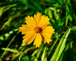 yellow flower in the garden