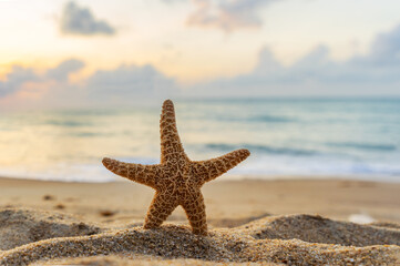 Fototapeta na wymiar Starfish on the beach sunset