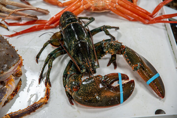 fresh lobster in a fish shop
