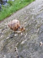 snail on a leaf