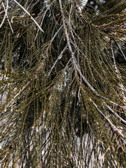 snow covered pine needles