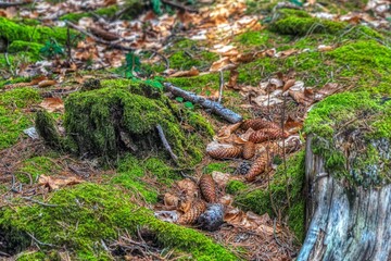 moss on the tree