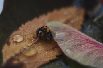 Ladybug with a droplet on the leaves