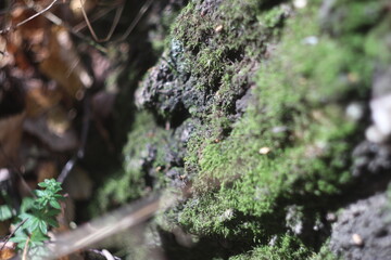 A close up of a tree