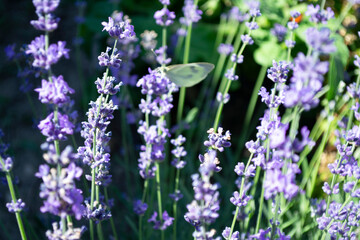  Beautiful view of lavender flowers.