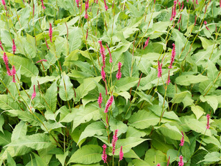 Touffes buissonnantes de persicaires amplexicaules ou renouées ornementales à fleurs roses,...