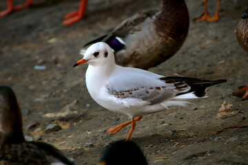 seagull on the beach