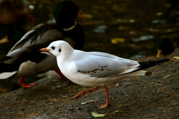 black headed gull