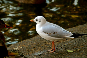 seagull on the beach